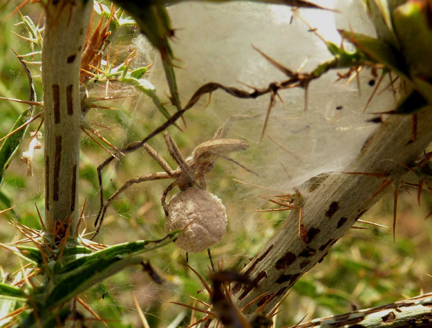 Pisaura sp.: carrellata di nidi - Tolfa (RM)